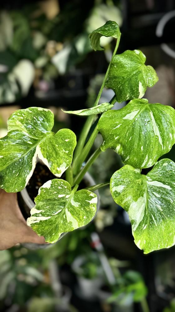 MONSTERA TRICOLOR MUT