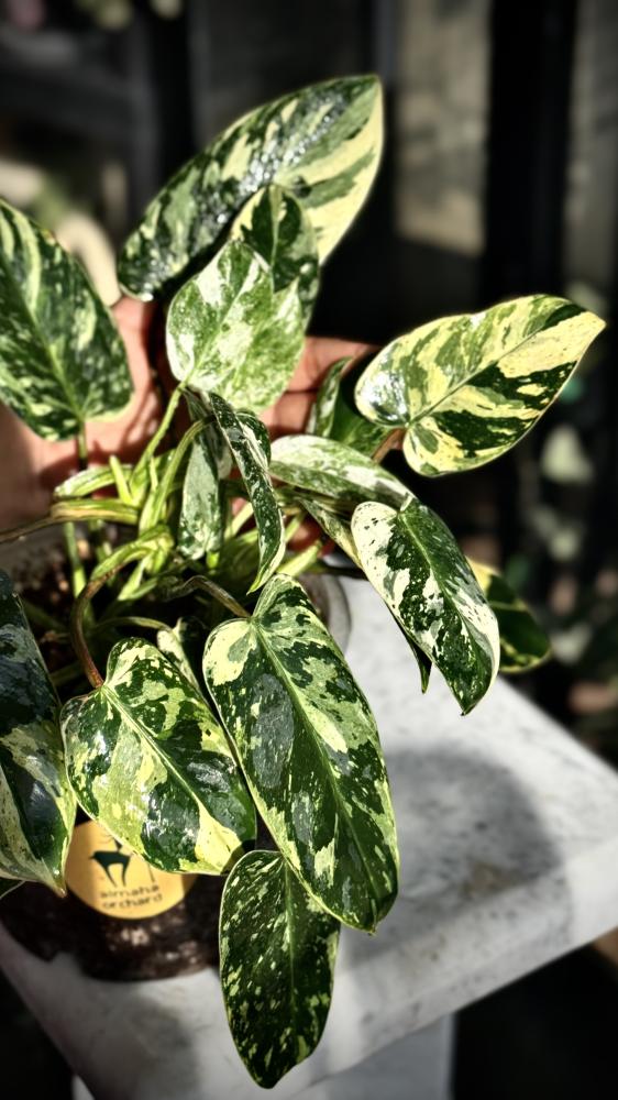 PHILODENDRON EMERALD QUEEN