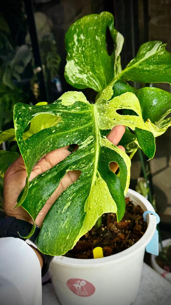 MONSTERA OCEAN MINT