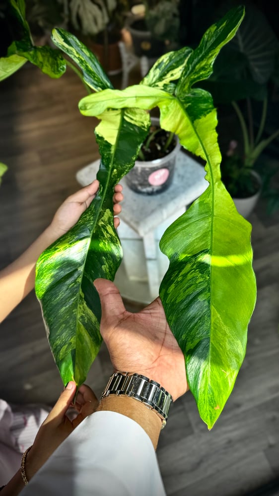 philodendron joepii variegated