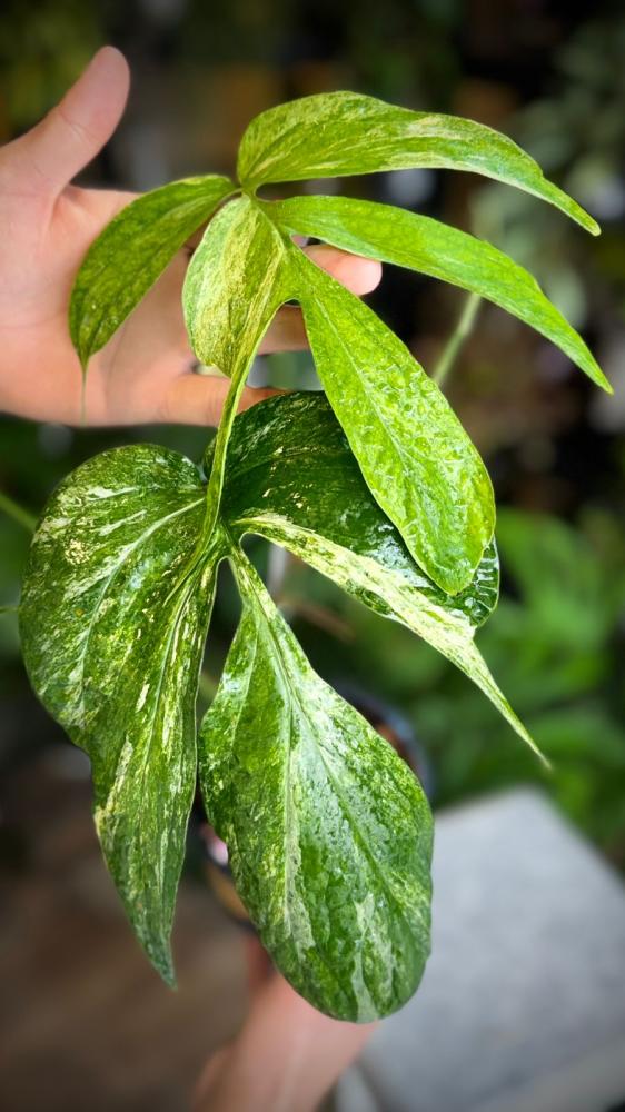 AMYDIUM MEDIUM VARIEGATED