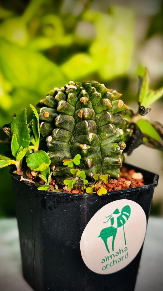 CACTUS MIXED VARIETY