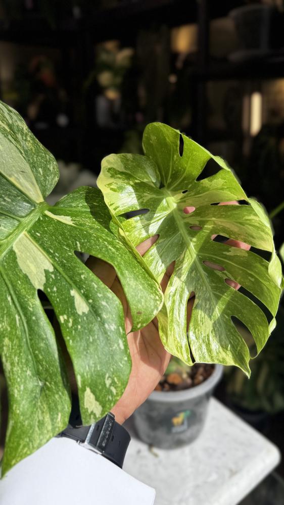 MONSTERA DELICIOSA LEGAZY