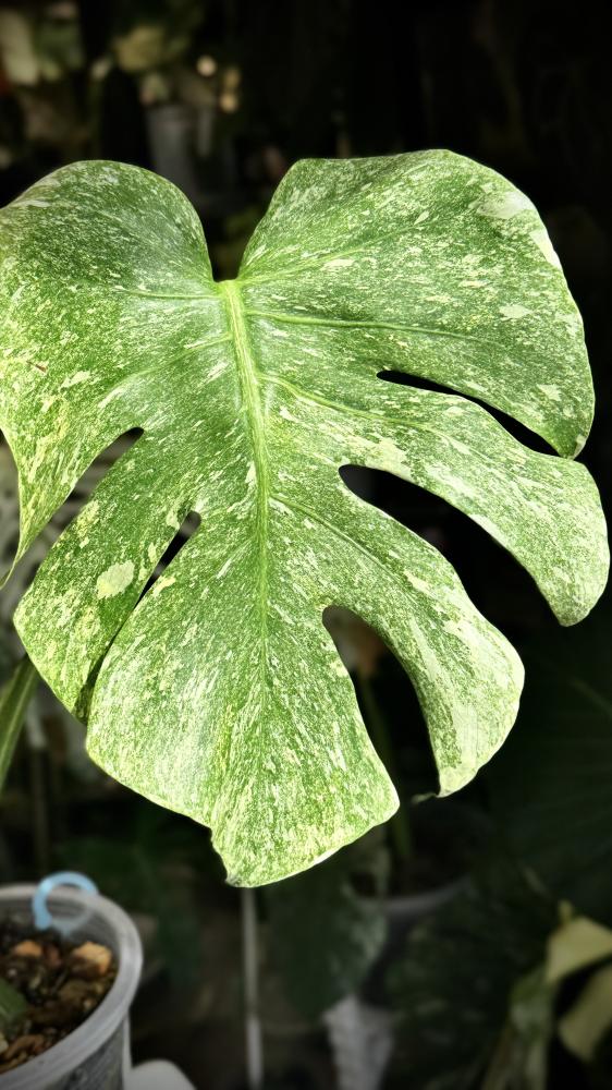 MONSTERA DELICIOSA LEGAZY