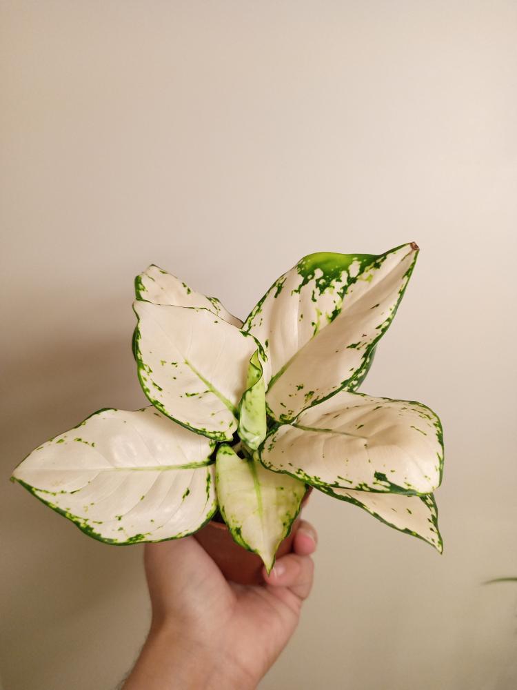 Small white aglaonema اجلونيما ابيض مركن صغير