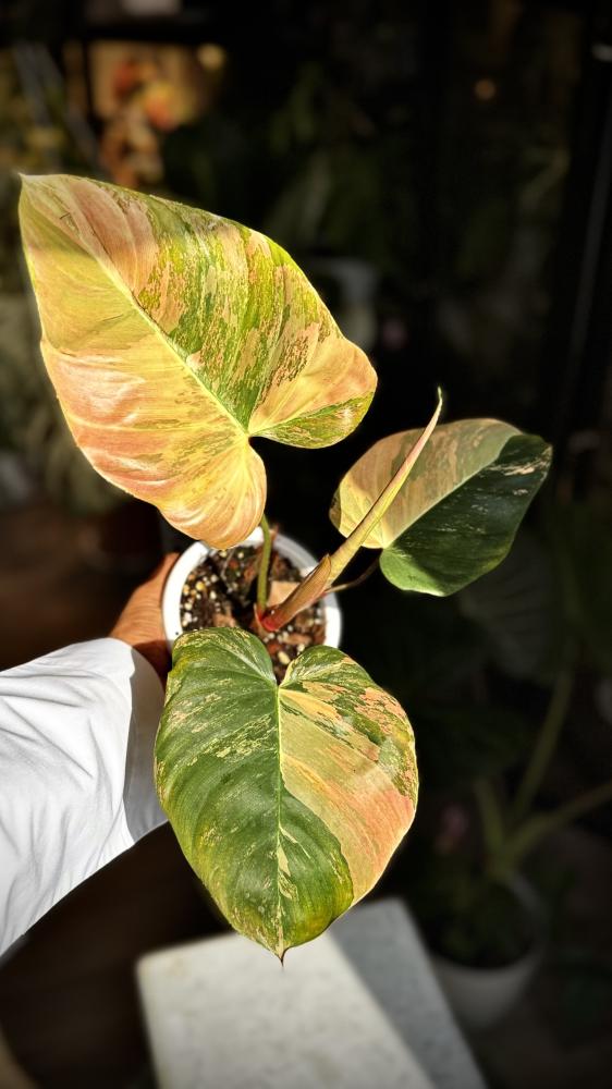 Philodendron Florida beauty x Nangaritense