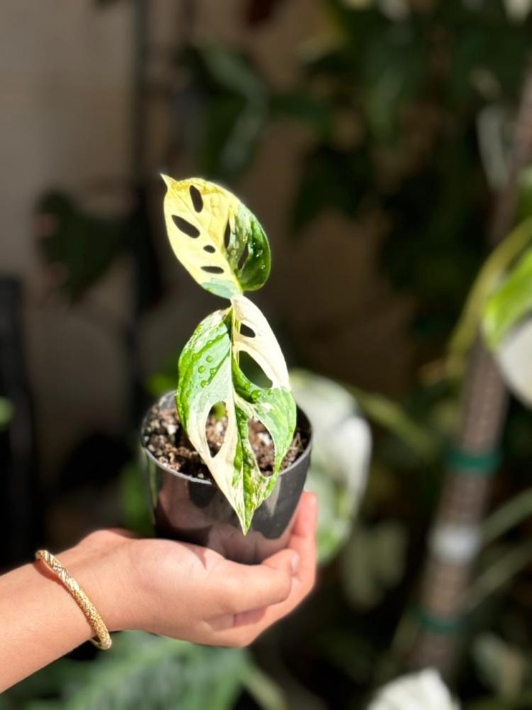 monstera acuminata albo variegated