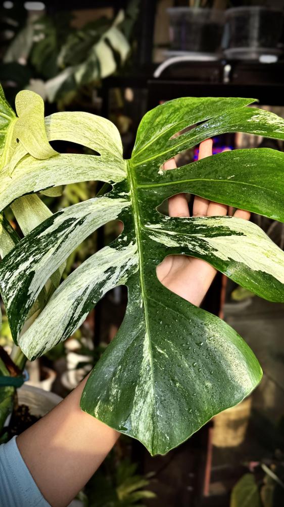MONSTERA DELICIOSA MINT