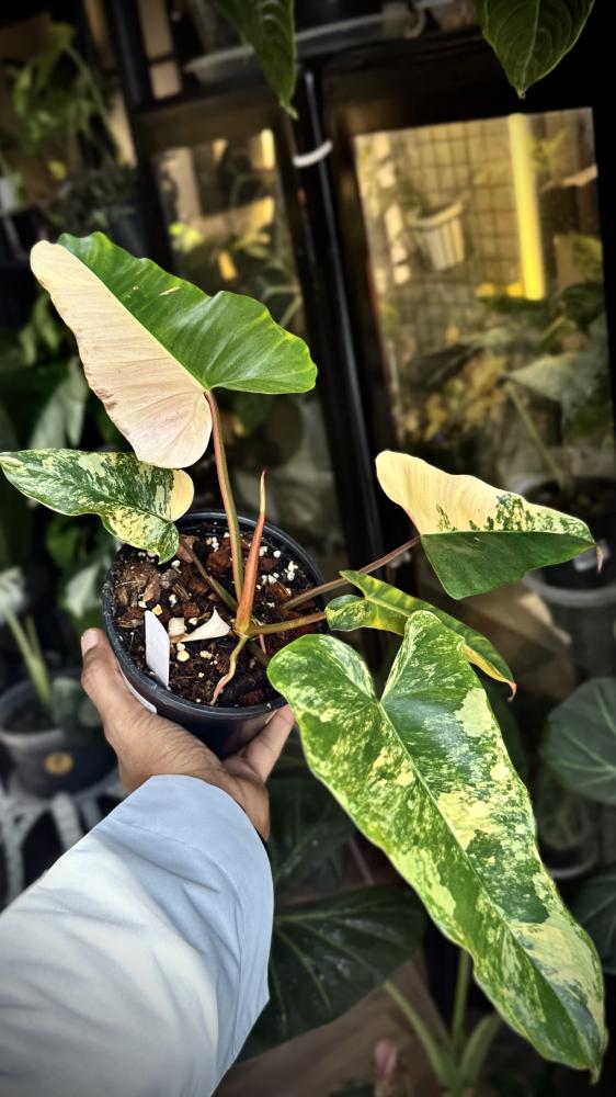 Philodendron (Florida x Mayoi) x Black Bellietiae