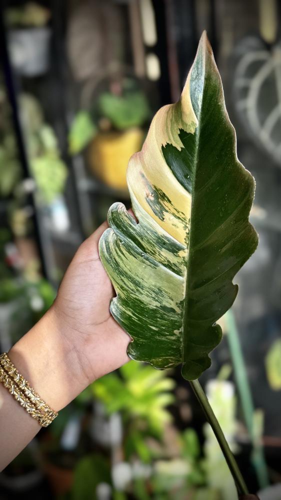 Philodendron Caramel Marble