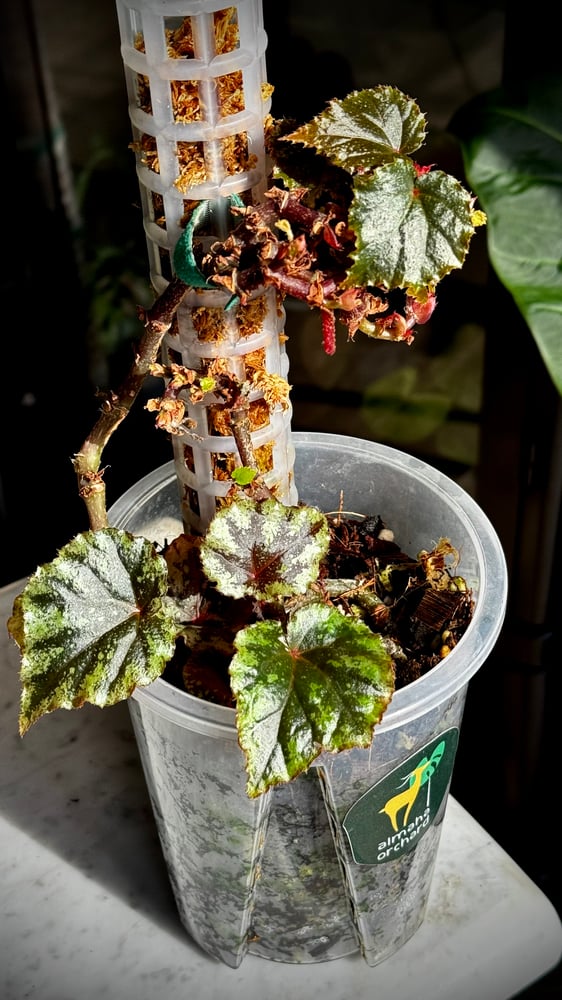 BEGONIA REX MIX VARIETIES