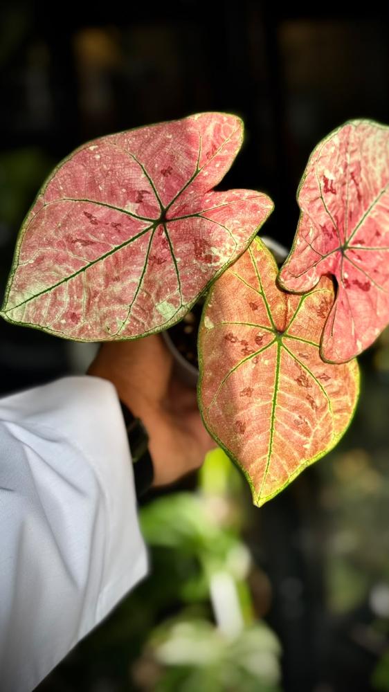 Caladium