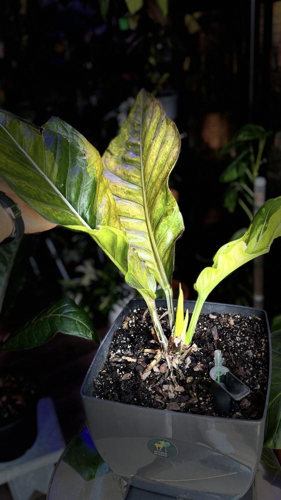ANTHURIUM HOOKERI BIRDS NEST VARIEGATED