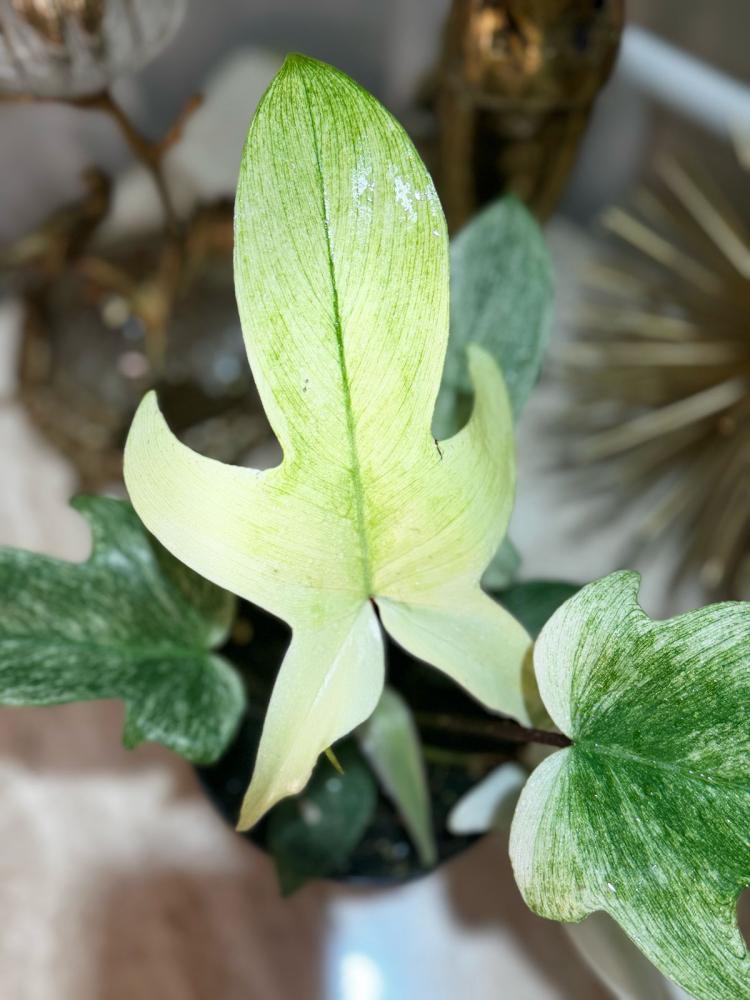 فيلوديندرون فلوريدا قوست - Philodendron Florida Ghost