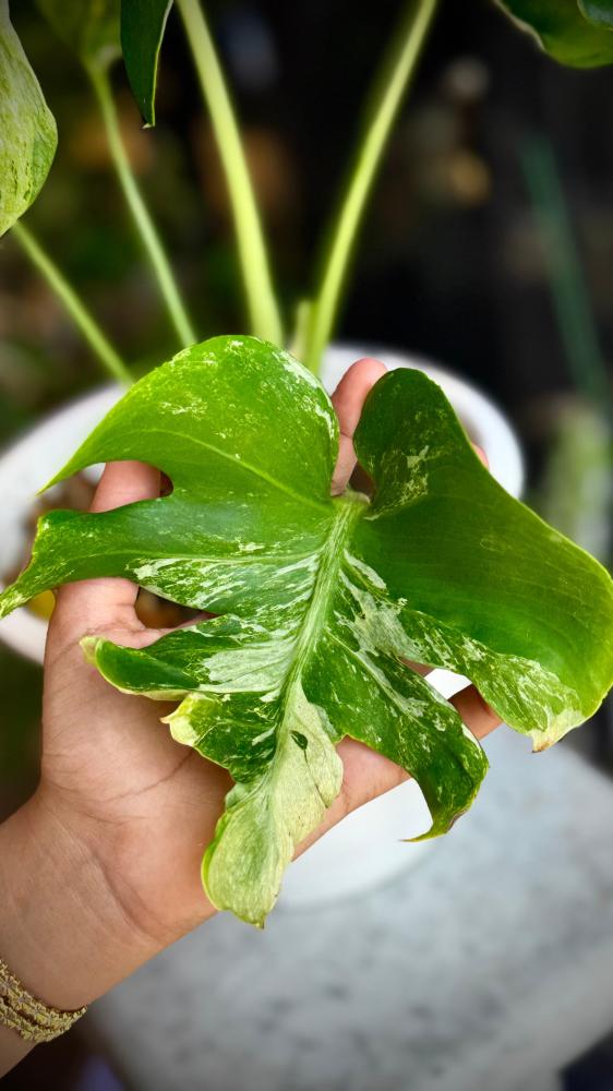 MONSTERA OCEAN MINT