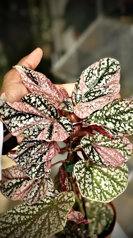 BEGONIA REX MIX VARIETIES