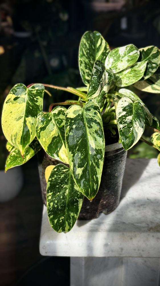 PHILODENDRON EMERALD QUEEN