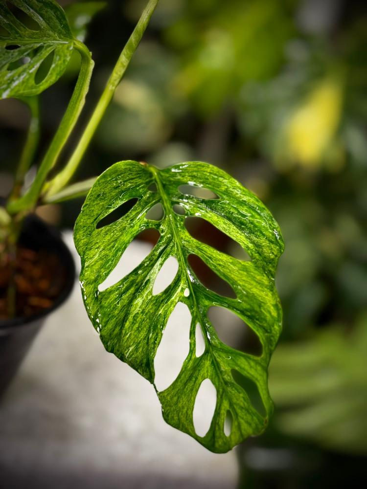 MONSTERA LANIATA MOTTLED  Variegated