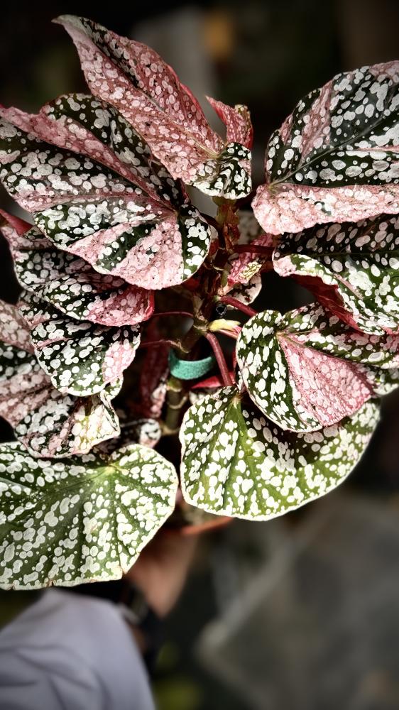 BEGONIA REX MIX VARIETIES
