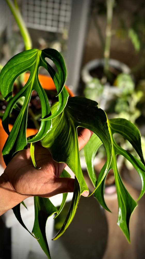MONSTERA BURLE MARX FRAME