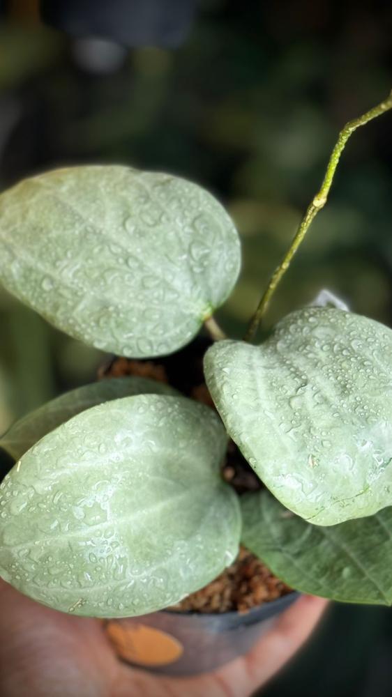 HOYA LATIFOLIA SILVER