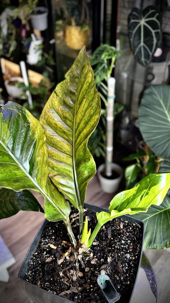 ANTHURIUM HOOKERI BIRDS NEST VARIEGATED