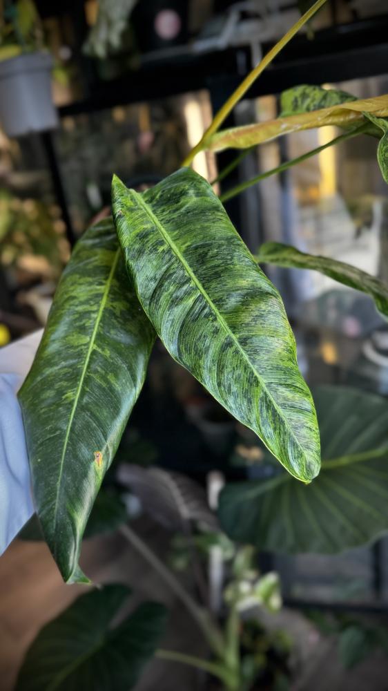 PHILODENDRON PATRICIAE