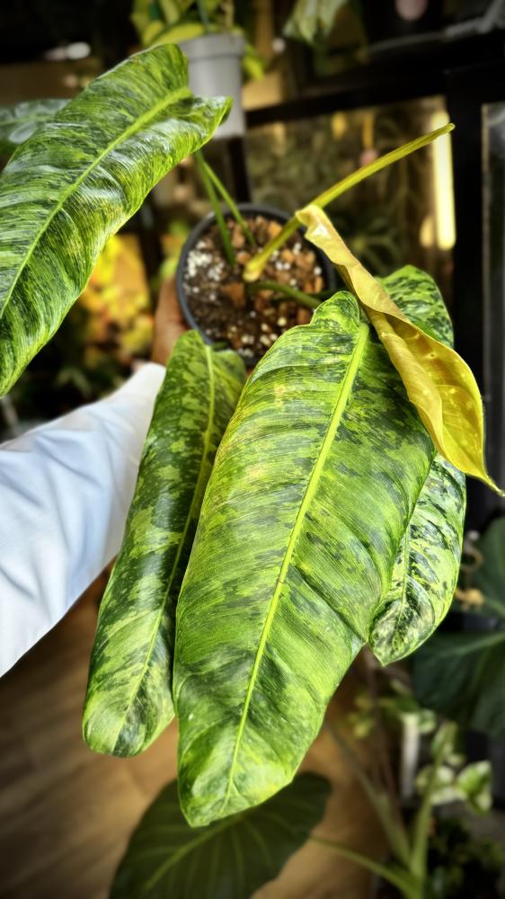 PHILODENDRON PATRICIAE