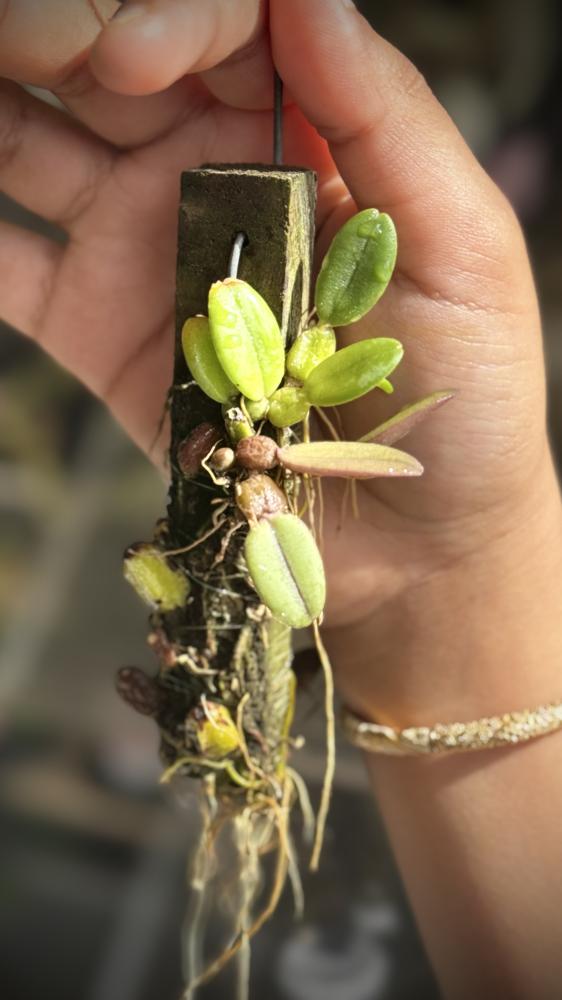 MINI ORCHID - BULBOPHYLLUM INCLINATUMI