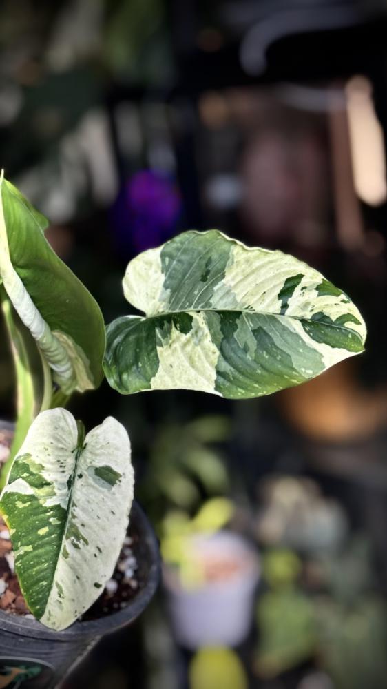 MONSTERA LANIATA MOTT