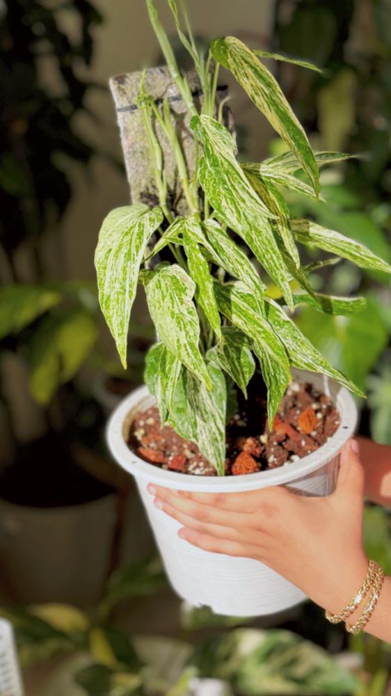 amydrium zippelianum variegated