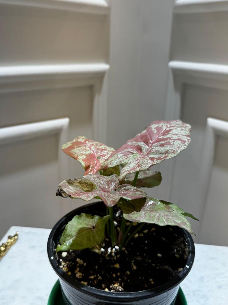 SYNGONIUM MIX VARIETIES