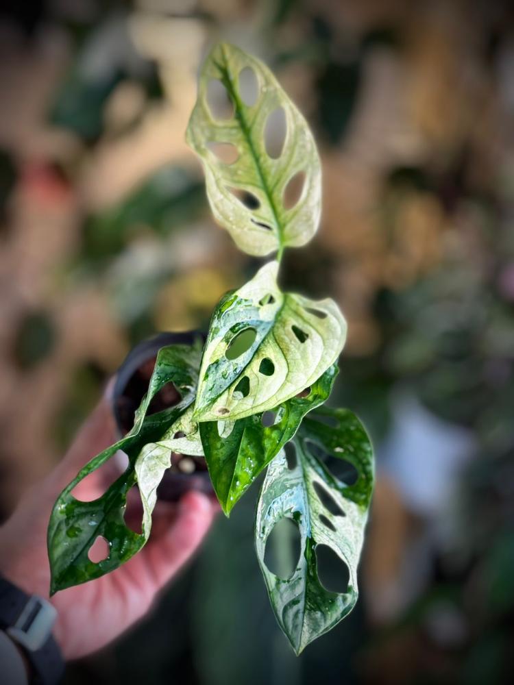 Monstera Lechleriana Variegated