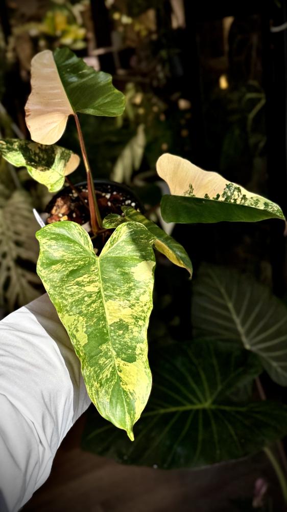 Philodendron (Florida x Mayoi) x Black Bellietiae