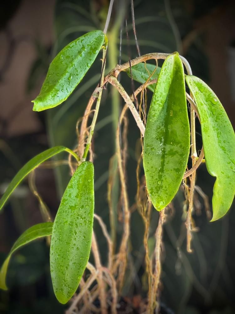 HOYA TREUBIANA