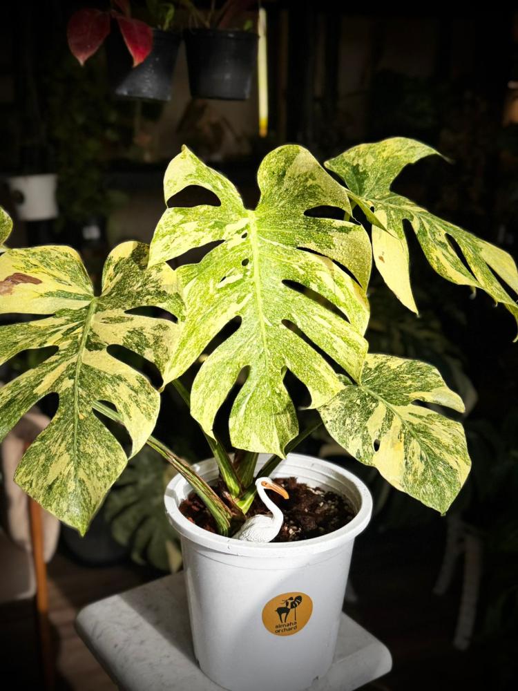 MONSTERA DELICIOSA LEGAZY