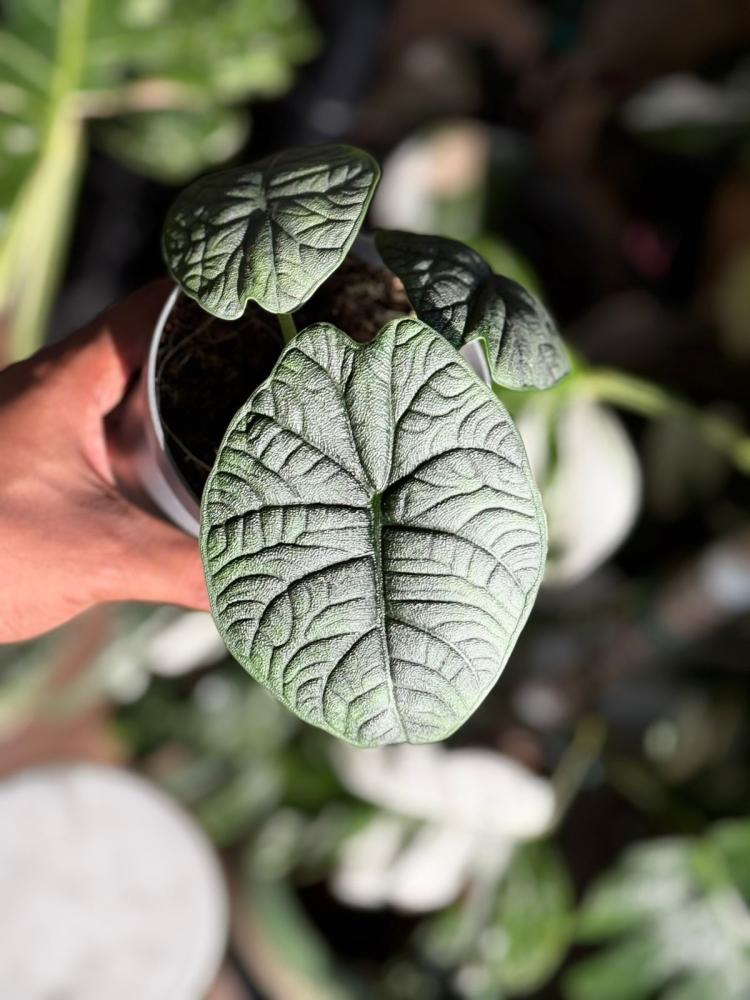 Alocasia Melo