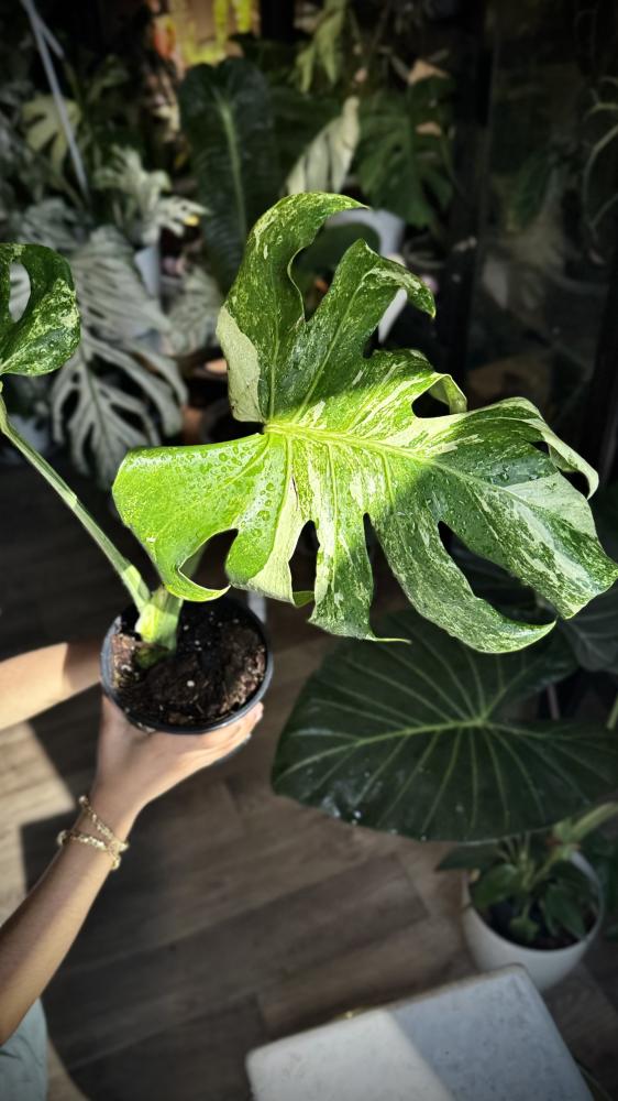 MONSTERA OCEAN  MINT