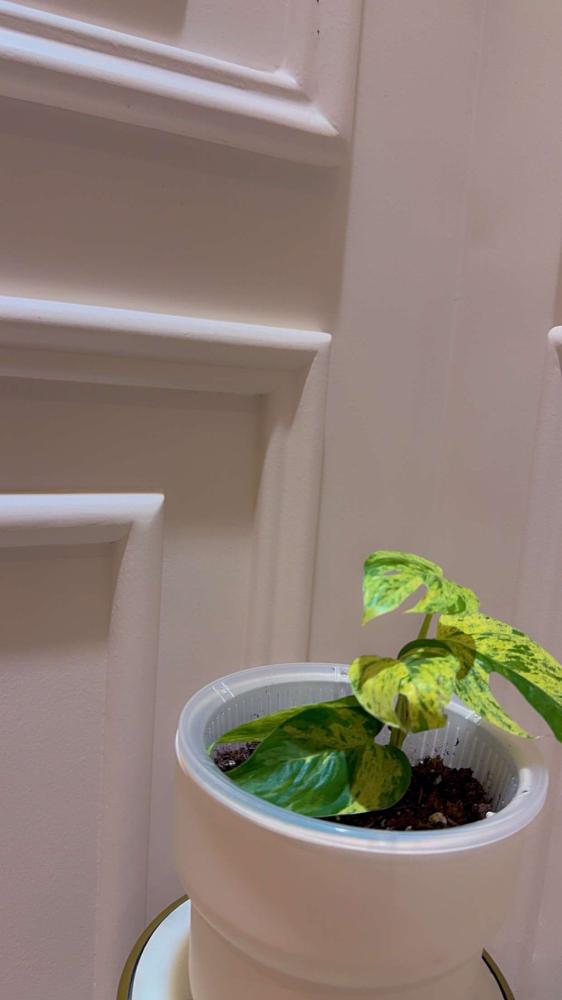 Epipremnum Pinnatum Marble Variegated