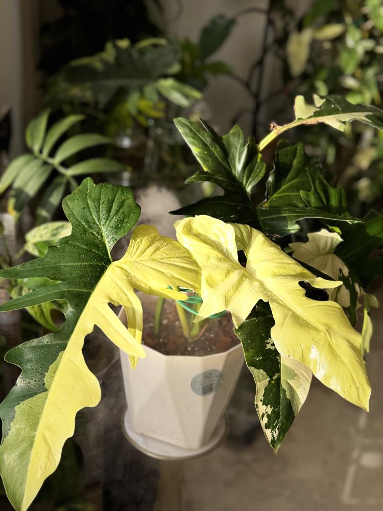 Philodendron golden dragon variegated