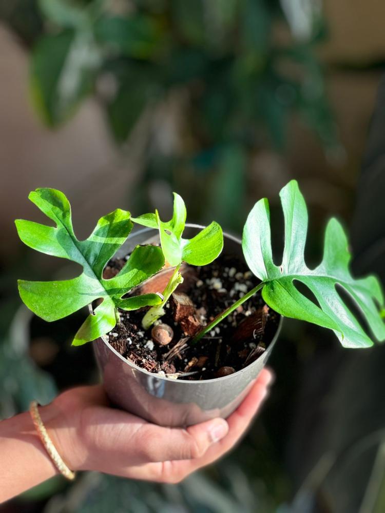 Monstera ginny