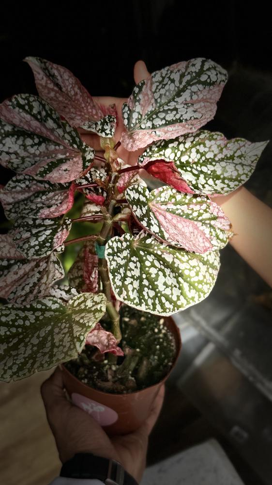 BEGONIA REX MIX VARIETIES