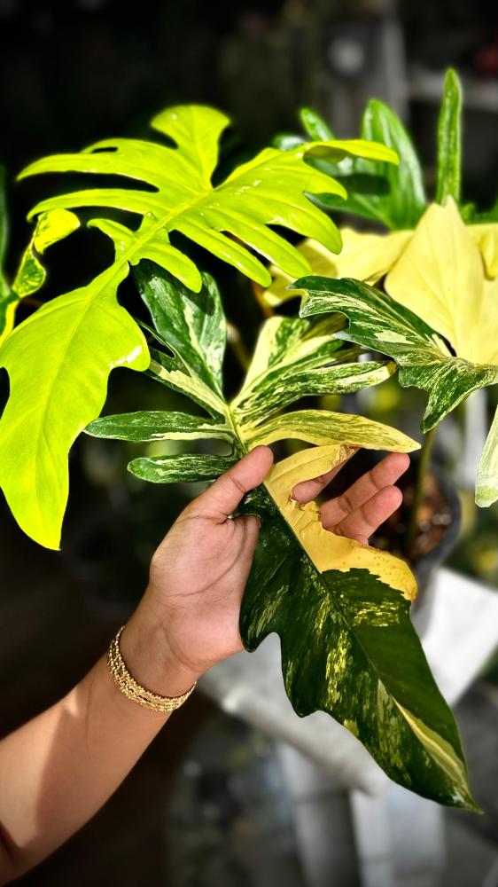 PHILODENDRON FLORIDA X MAYOI