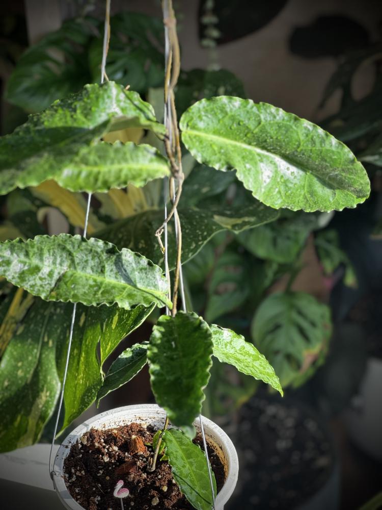 HOYA VERSTEEGII