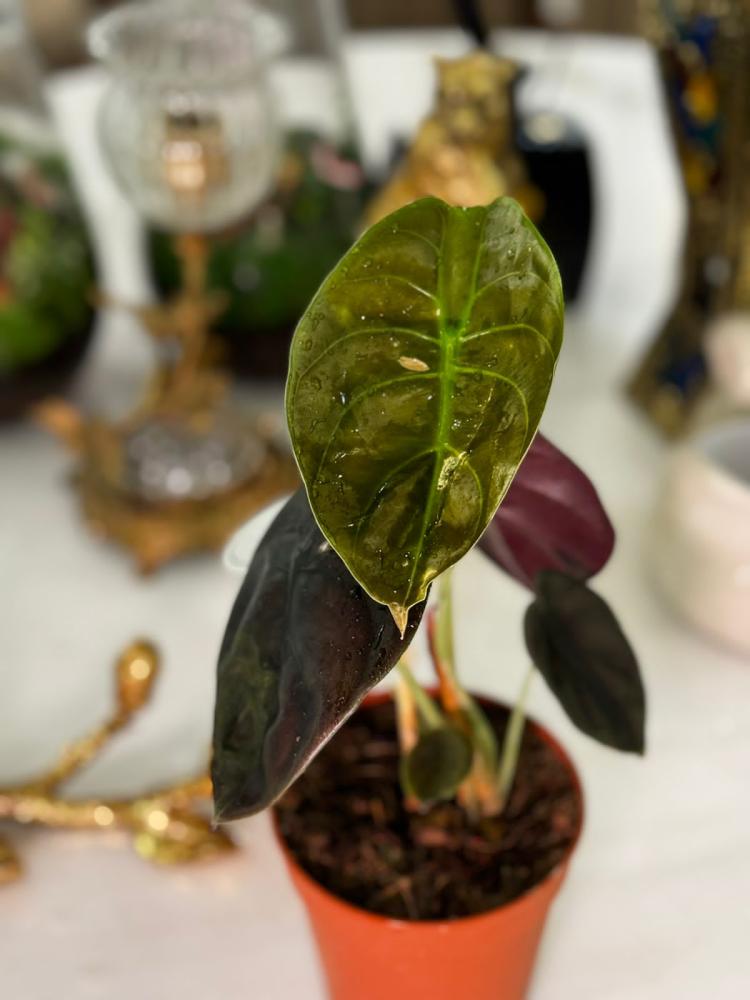 Alocasia cuprea 'Red Secret'