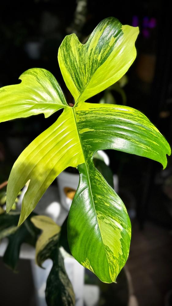 PHILODENDRON FLORIDA x SQUAMIFERUM VARIEGATED