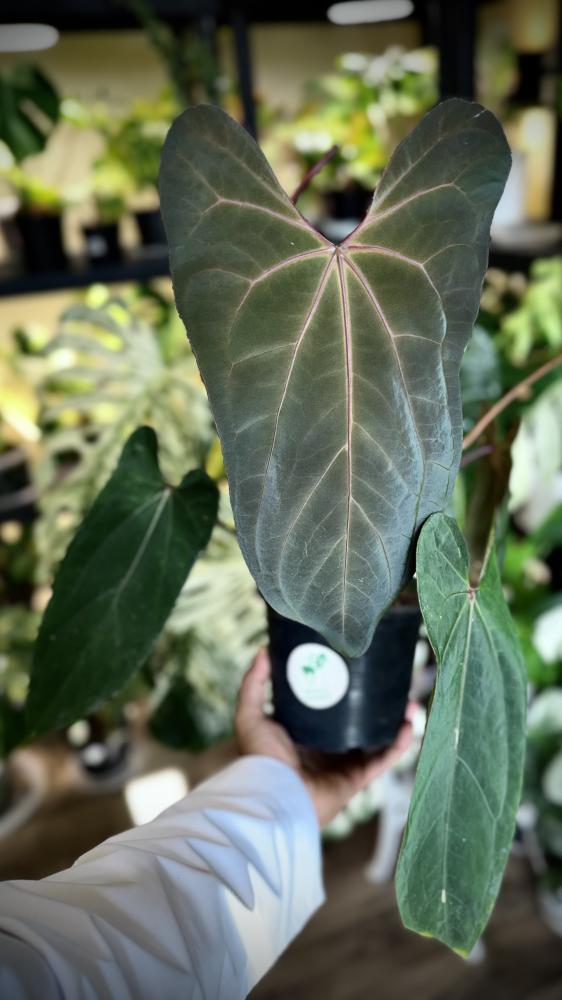 ANTHURIUM HYBRID MIX