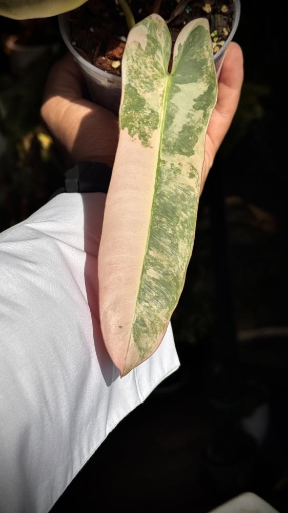 philodendron ataba pink variegated