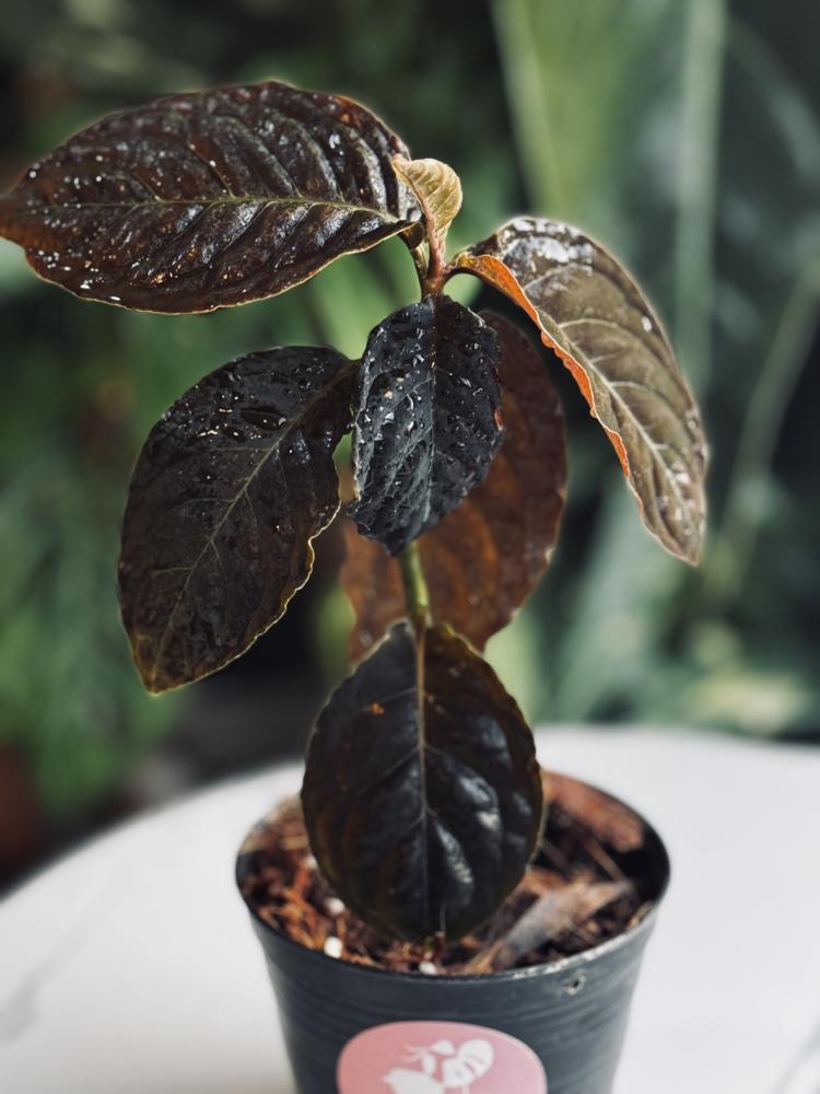ARDISIA BLACK BOAT