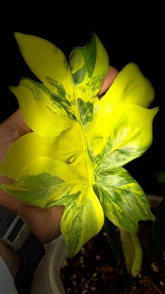 PHILODENDRON DISTANTILOBUM Variegated